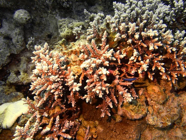 Corallo di pietra — Foto Stock