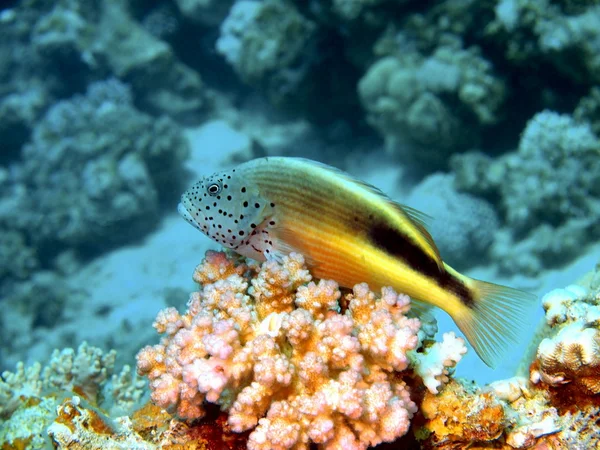 A kis sügér, Vörös-tenger, Dahab — Stock Fotó