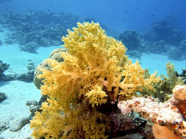 Coral mole — Fotografia de Stock