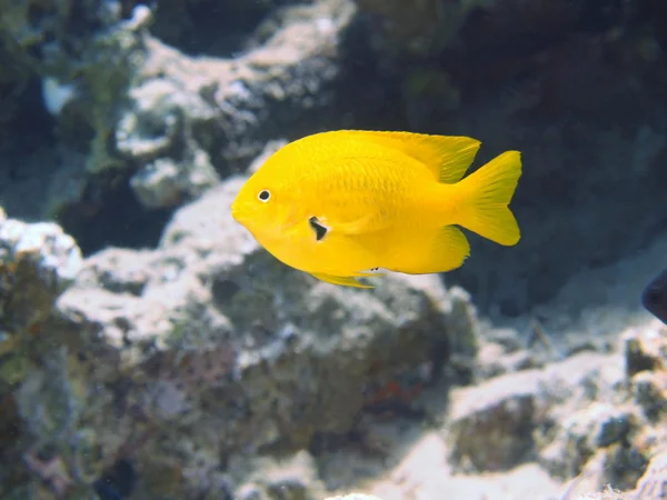 サンゴ礁の魚たち、紅海ダハブ — ストック写真