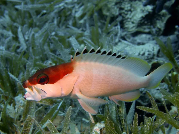 Der kleine Barsch, das rote Meer, Dahab — Stockfoto