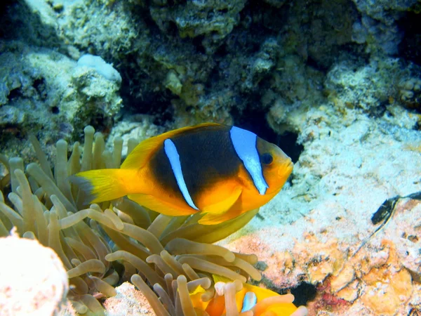 Ryby klaun, Rudé moře, dahab — Stock fotografie