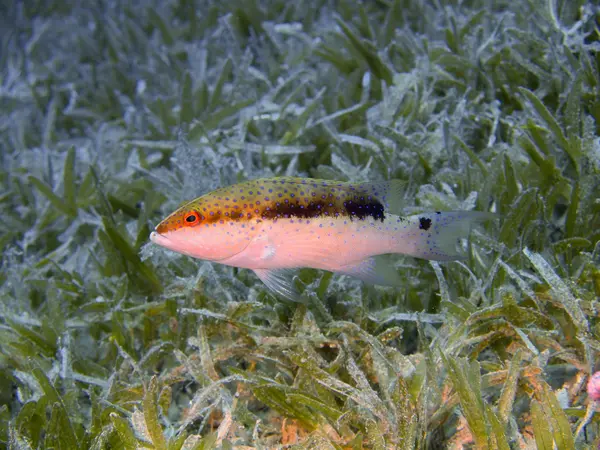 De små abborre, röda havet, dahab — Stockfoto