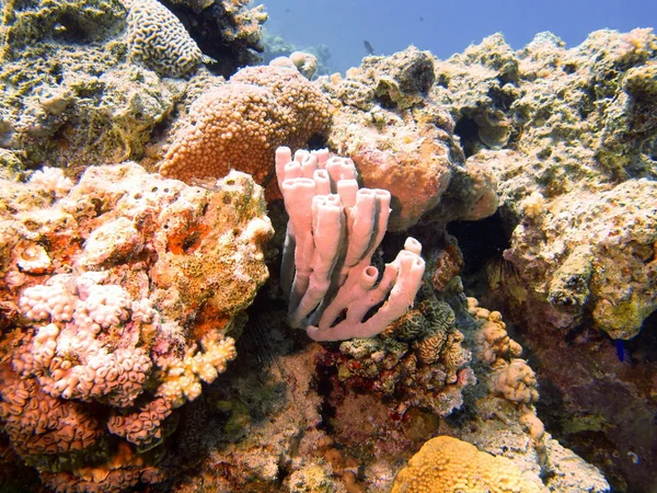 Esponjas, Mar Rojo, Dahab —  Fotos de Stock