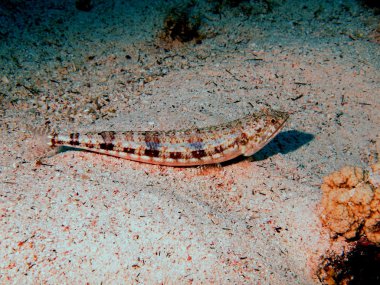mercan balık, Kızıldeniz, dahab