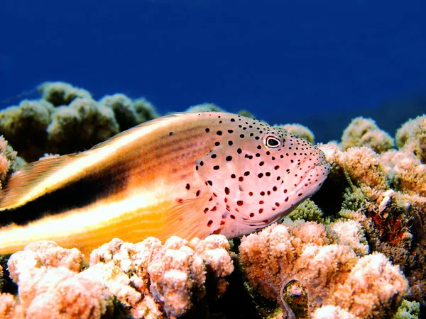 O pequeno poleiro, Mar Vermelho, Dahab — Fotografia de Stock