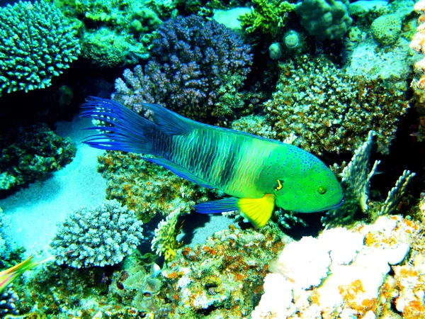 サンゴ礁の魚たち、紅海ダハブ — ストック写真