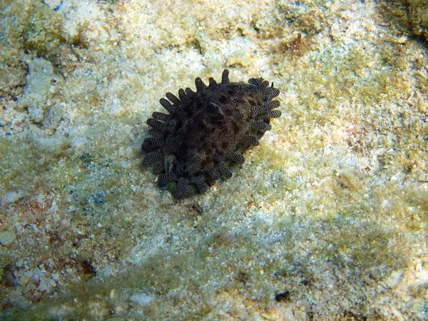 Caracoles del mar rojo, dahab — Foto de Stock