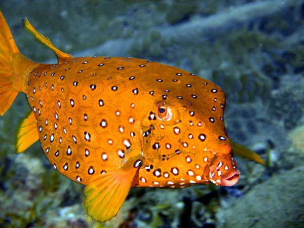 Boxfish, röda havet, dahab — Stockfoto