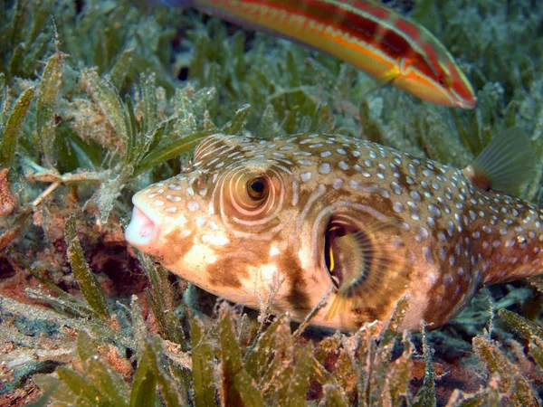 Dahab Boxfish, Vörös-tenger, — Stock Fotó