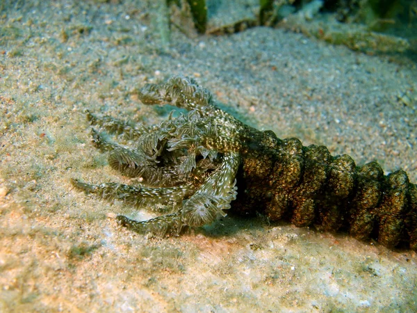 Mouth of the sea cucumber — Stock Photo, Image