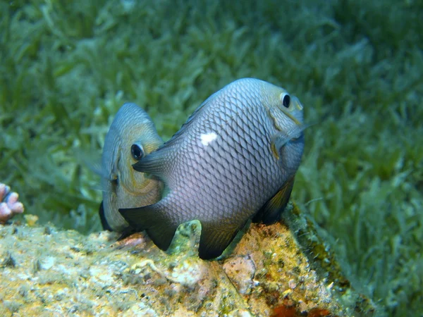 Koraal vissen, red sea, dahab — Stockfoto