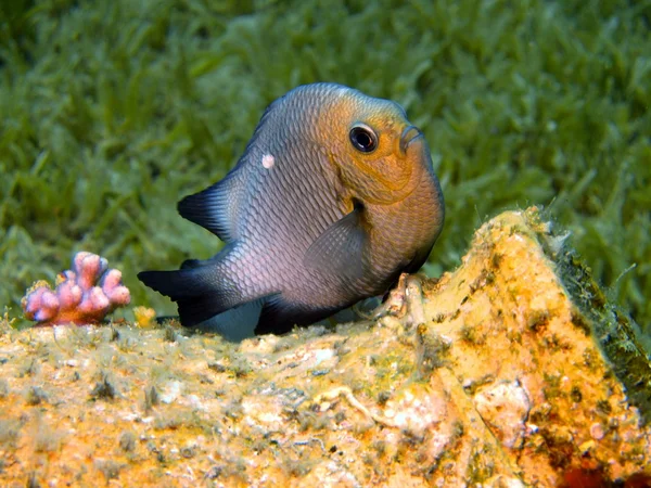 Coral peixes, Mar Vermelho, Dahab — Fotografia de Stock