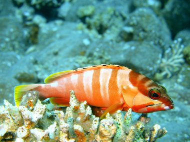 küçük istavrit, Kızıldeniz, dahab