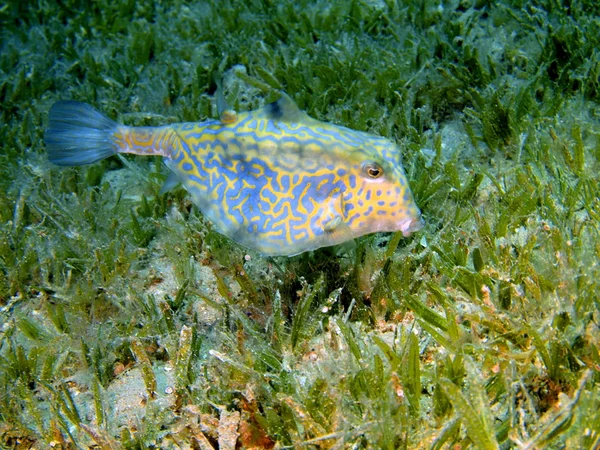 Boxfish, 홍 해 다 합 — 스톡 사진