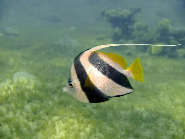 Korall fisk, röda havet, dahab — Stockfoto