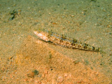 mercan balık, Kızıldeniz, dahab