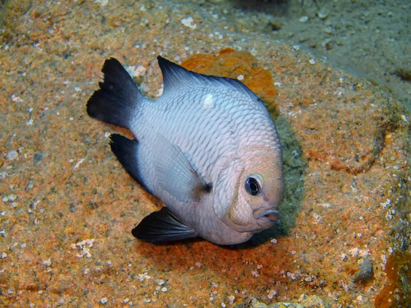 Korall hal, Vörös-tenger, Dahab — Stock Fotó