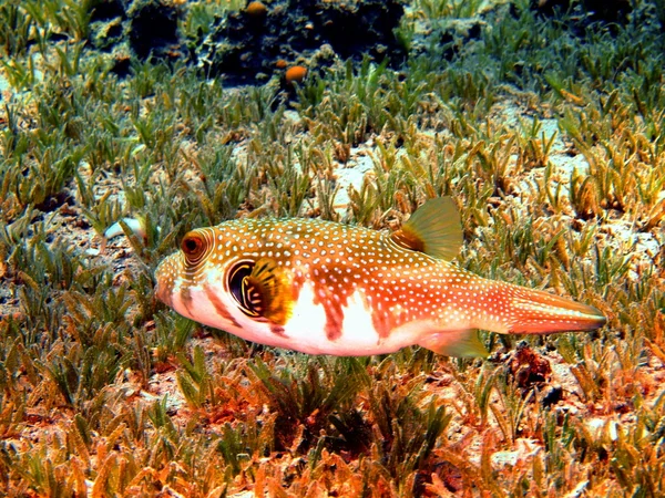 Boxfish, Red sea, Dahab — Stock Photo, Image