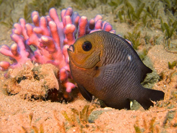 Korall fisk, röda havet, dahab — Stockfoto