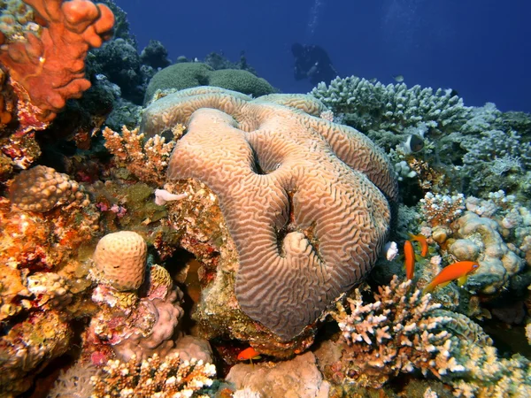 Piedra coral —  Fotos de Stock