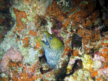 Moray yılan kırmızı deniz, dahab
