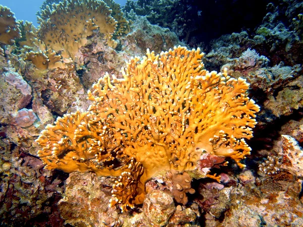 Coral de pedra — Fotografia de Stock