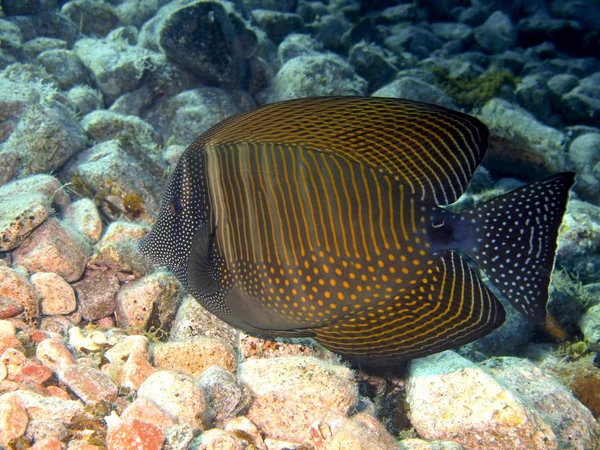 Coral peixes, Mar Vermelho, Dahab — Fotografia de Stock