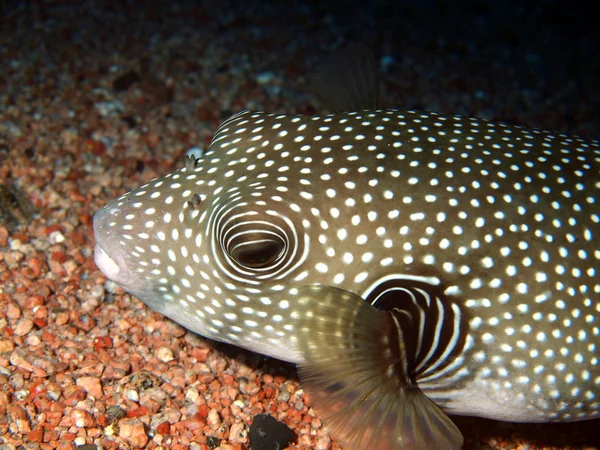 Koffervis, red sea, dahab — Stockfoto