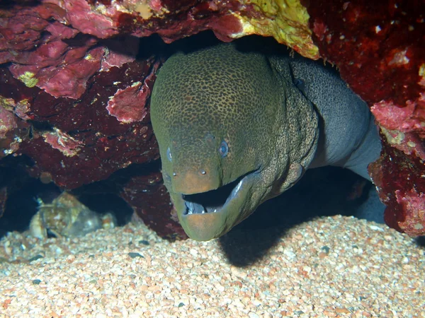 Moray yılan kırmızı deniz, dahab — Stok fotoğraf