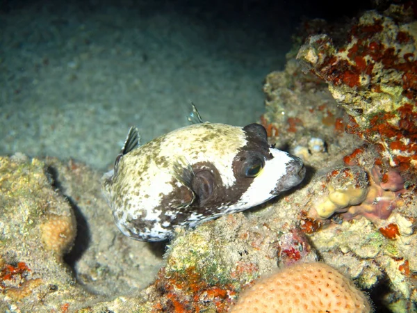 Boxfish, Красное море, Дахаб — стоковое фото