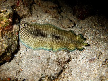 Balık pisi balığı, Kızıldeniz, dahab