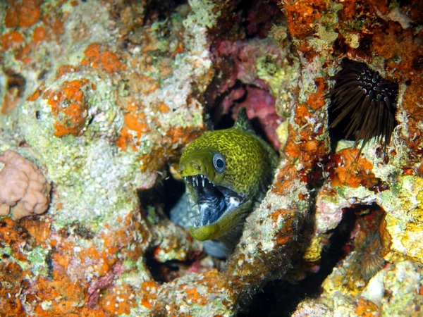 Moray yılan kırmızı deniz, dahab — Stok fotoğraf