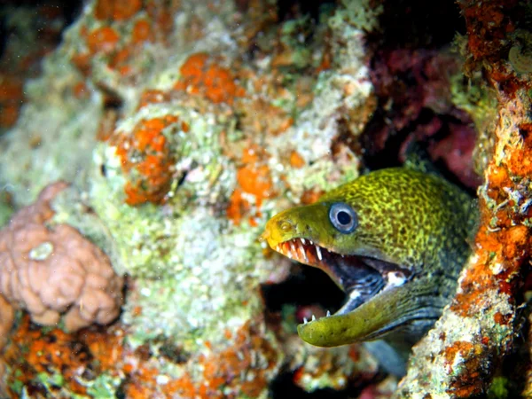 Moray eels of the Red sea, Dahab — Stock Photo, Image