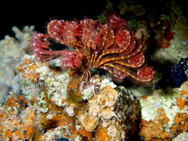 Морская лилия Красного моря, Дахаб — стоковое фото