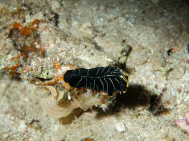 Yassı solucan, Kızıldeniz, dahab