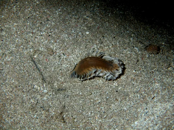 Kızıldeniz, dahab, deniz salyangozları — Stok fotoğraf