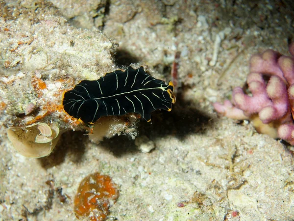 Gusano plano, Mar Rojo, Dahab — Foto de Stock