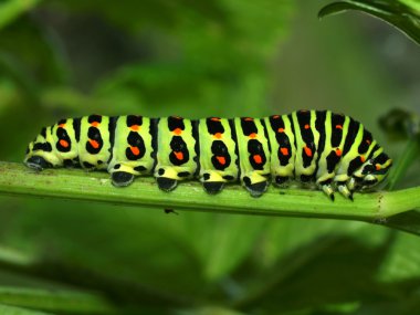 Caterpillar of day time butterfly clipart