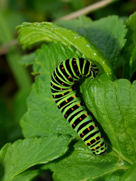 Raupe des Tagfalters — Stockfoto