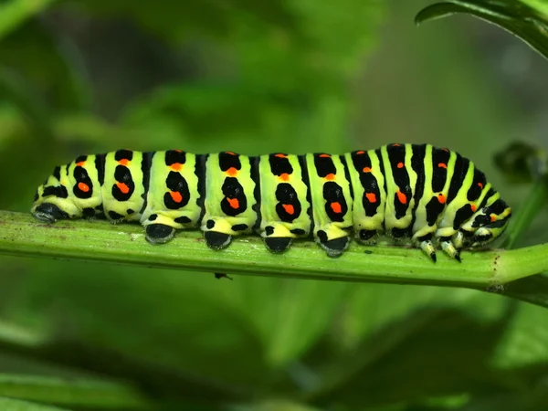 Rups van dag tijd vlinder Stockfoto