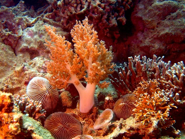 М'який корал, В'єтнам, Нячанг — стокове фото