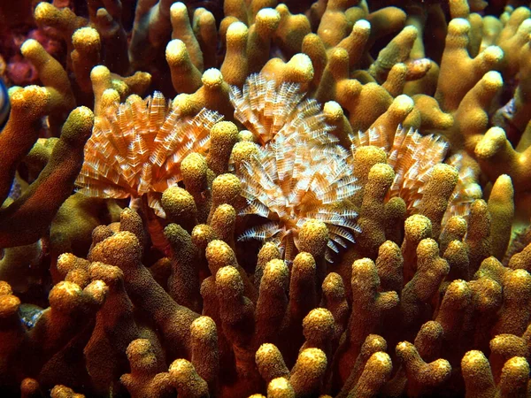 Gills of sea worms — Stock Photo, Image