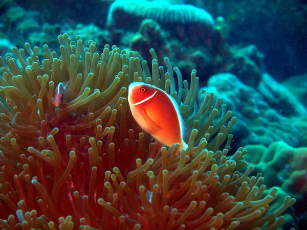 魚ピエロ、ベトナム、ニャチャン — ストック写真