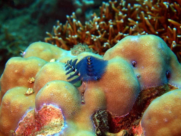 Gills of sea worms — Stock Photo, Image