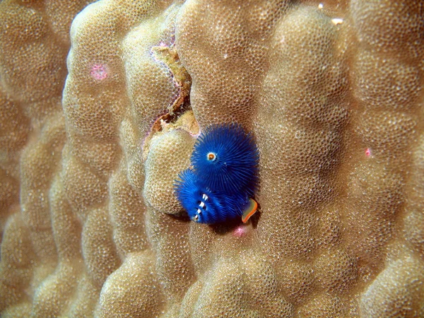Kiemen von Meereswürmern — Stockfoto
