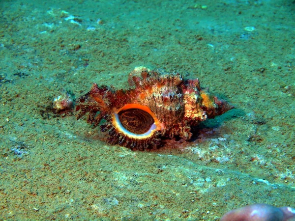 Gastropoda mollusc, Vietnam — Stock Photo, Image