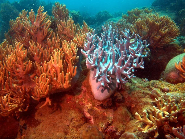 软珊瑚，越南芽庄 — 图库照片