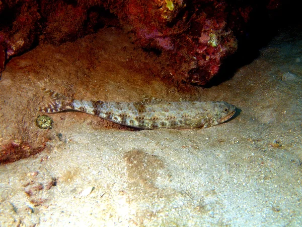 Coral peixe, vietnam, nha trang — Fotografia de Stock