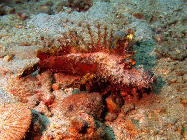 Scorpionfish, Vietnam, Nha Trang